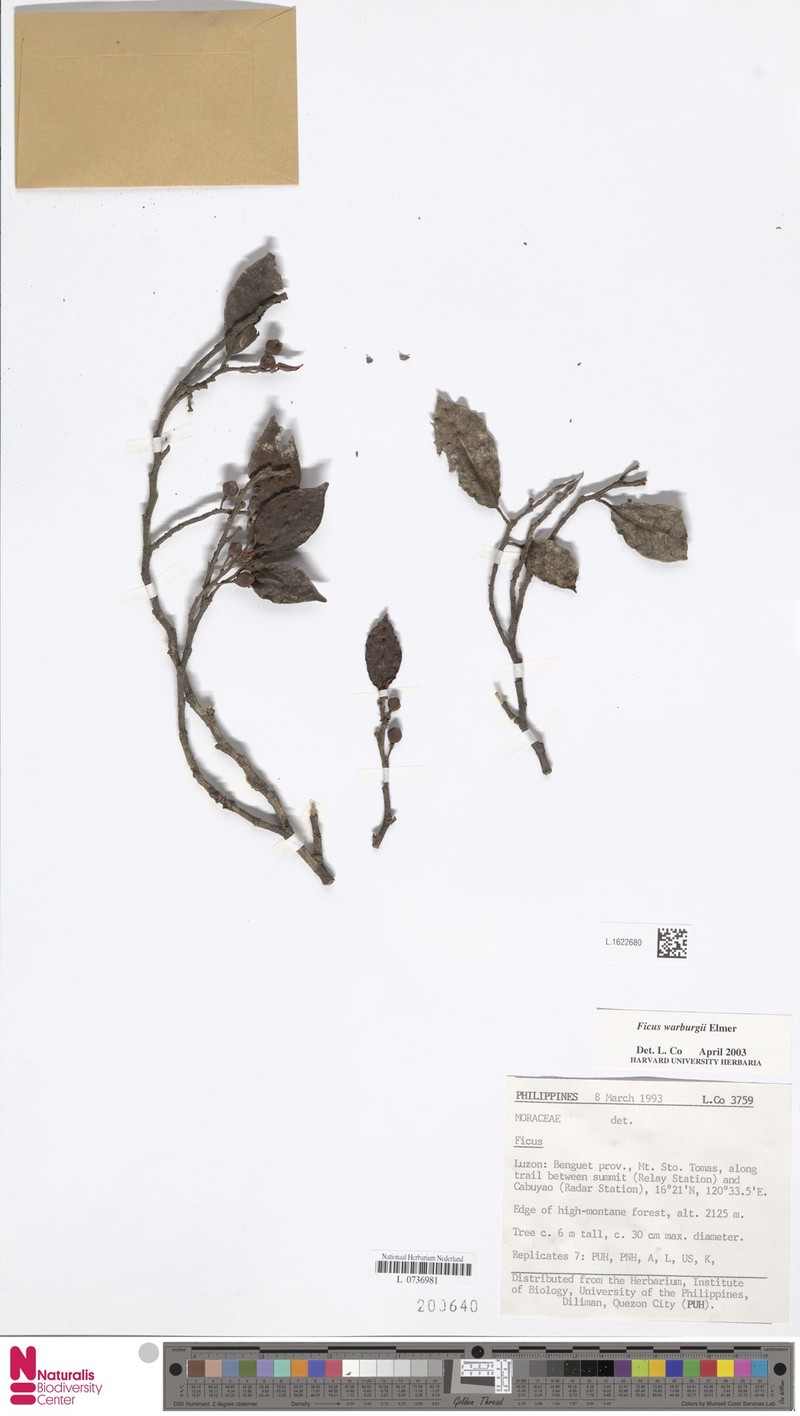 Ficus warburgii photo 2