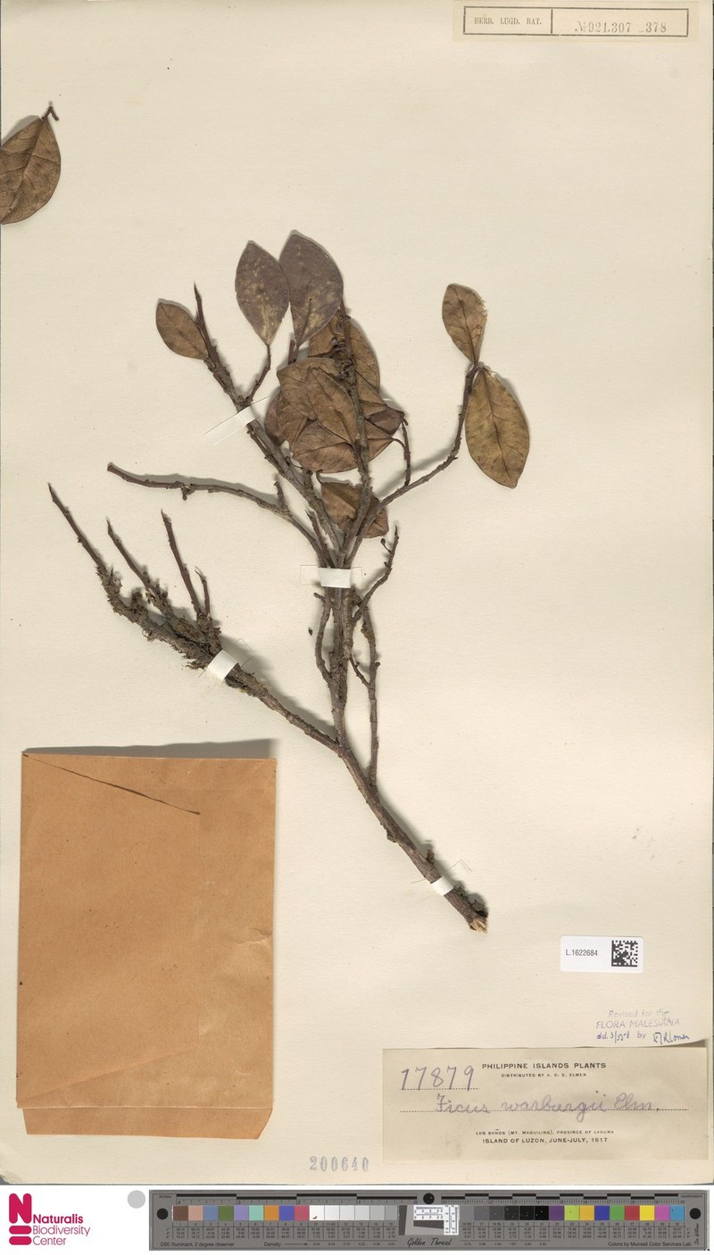 Ficus warburgii photo 3