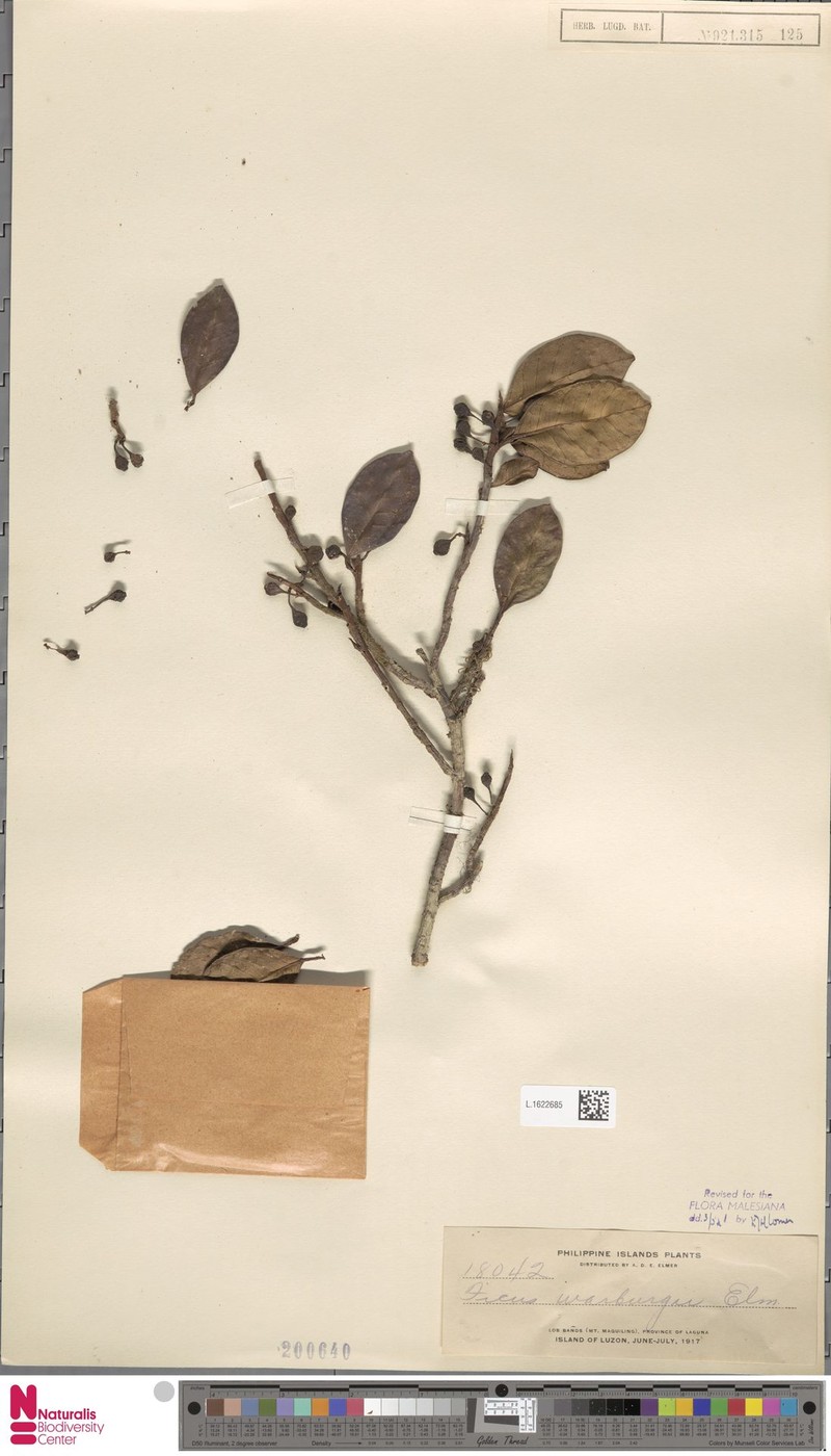 Ficus warburgii photo 4