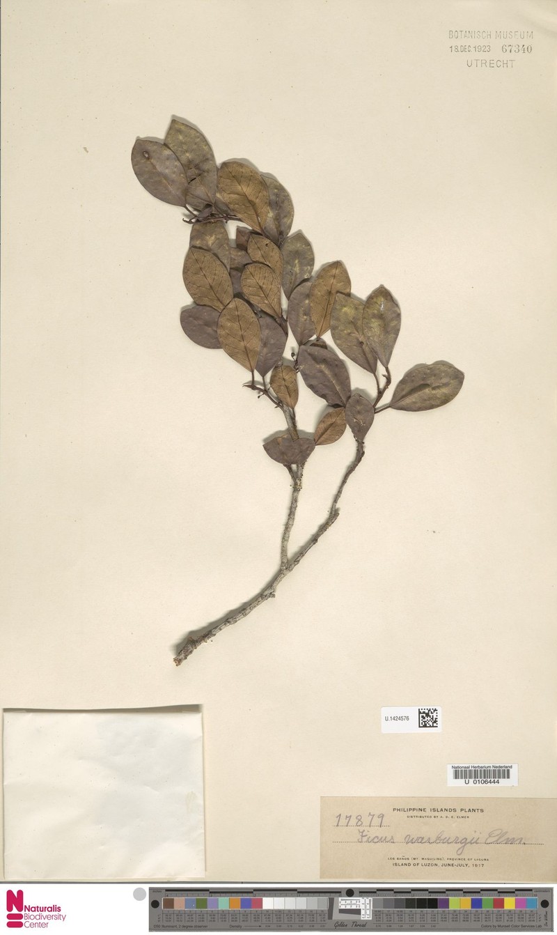 Ficus warburgii photo 5