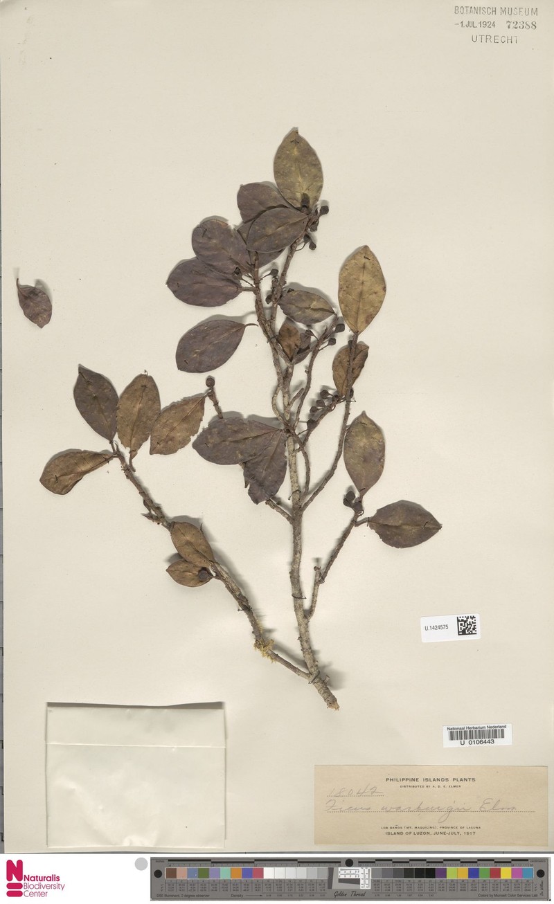 Ficus warburgii photo 6
