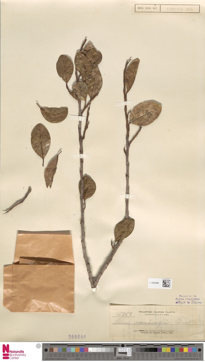 Ficus warburgii photo 7