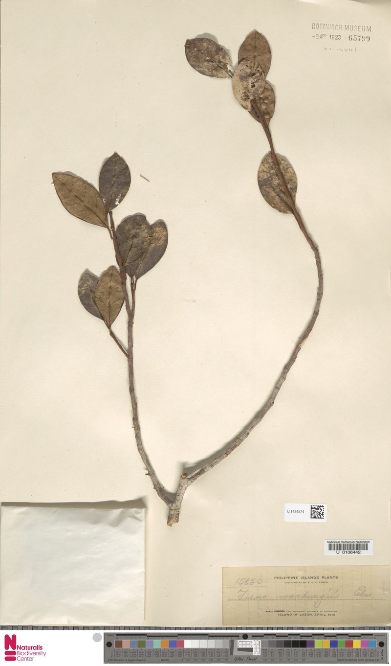 Ficus warburgii photo 8