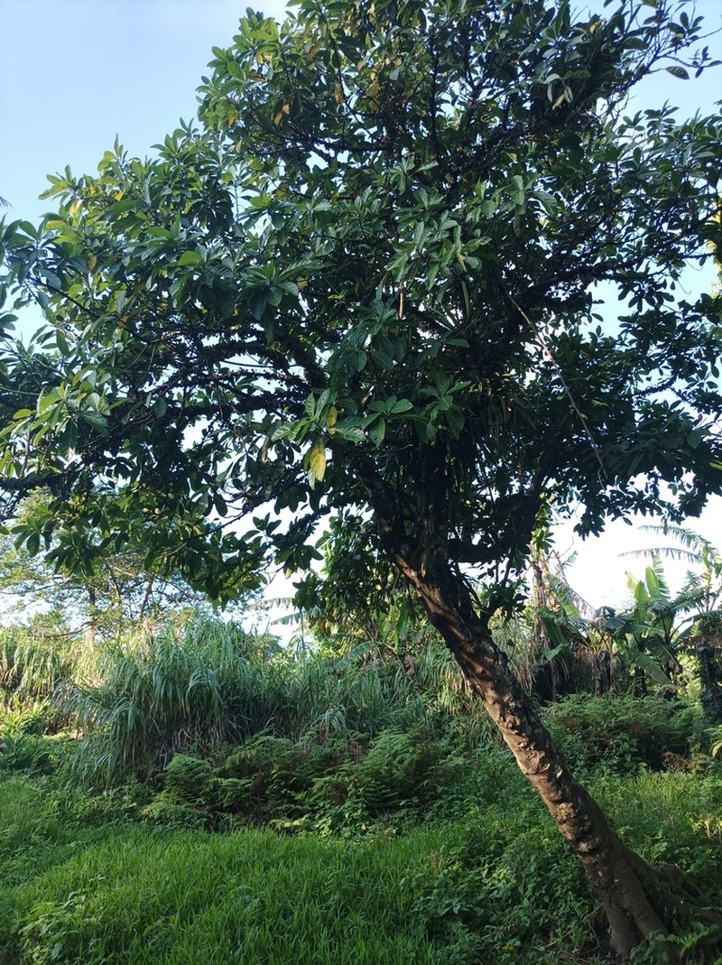 Ficus wassa