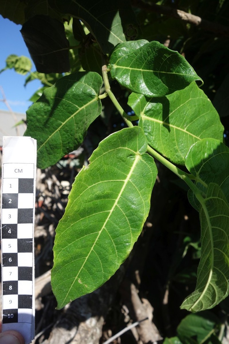 Ficus wassa photo 2