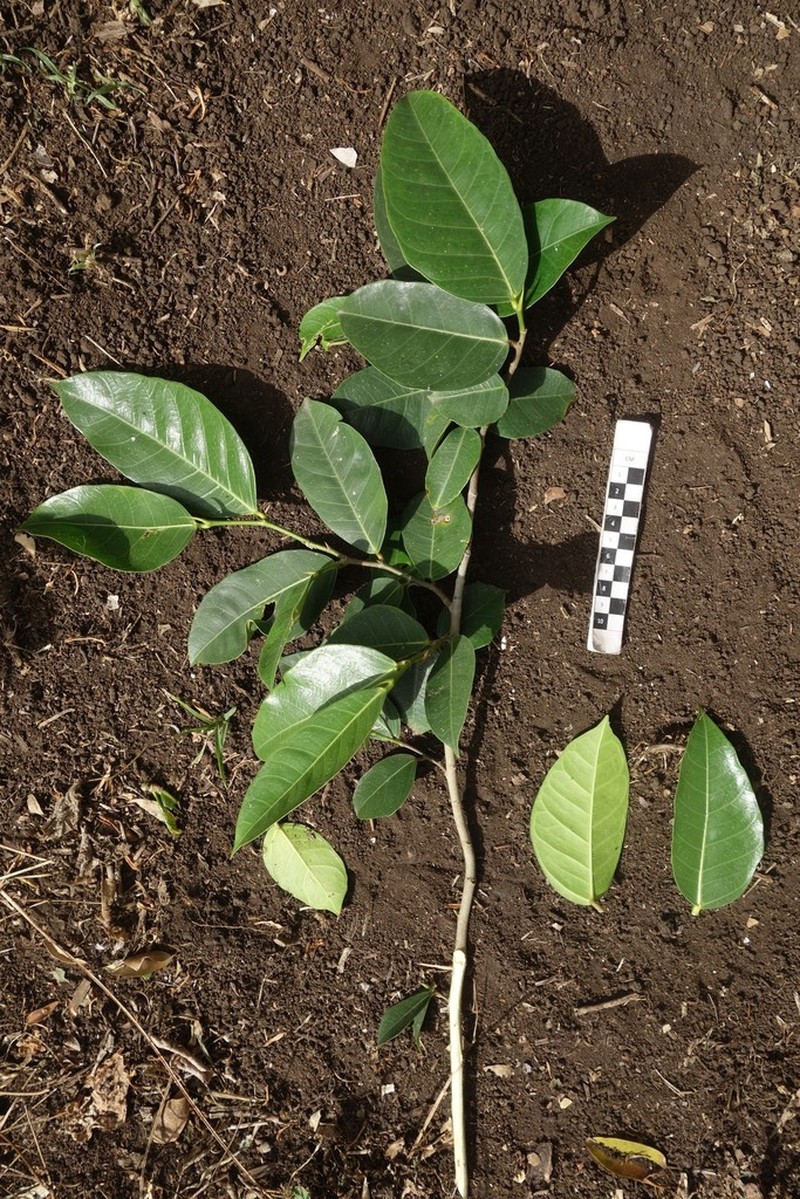 Ficus wassa photo 3