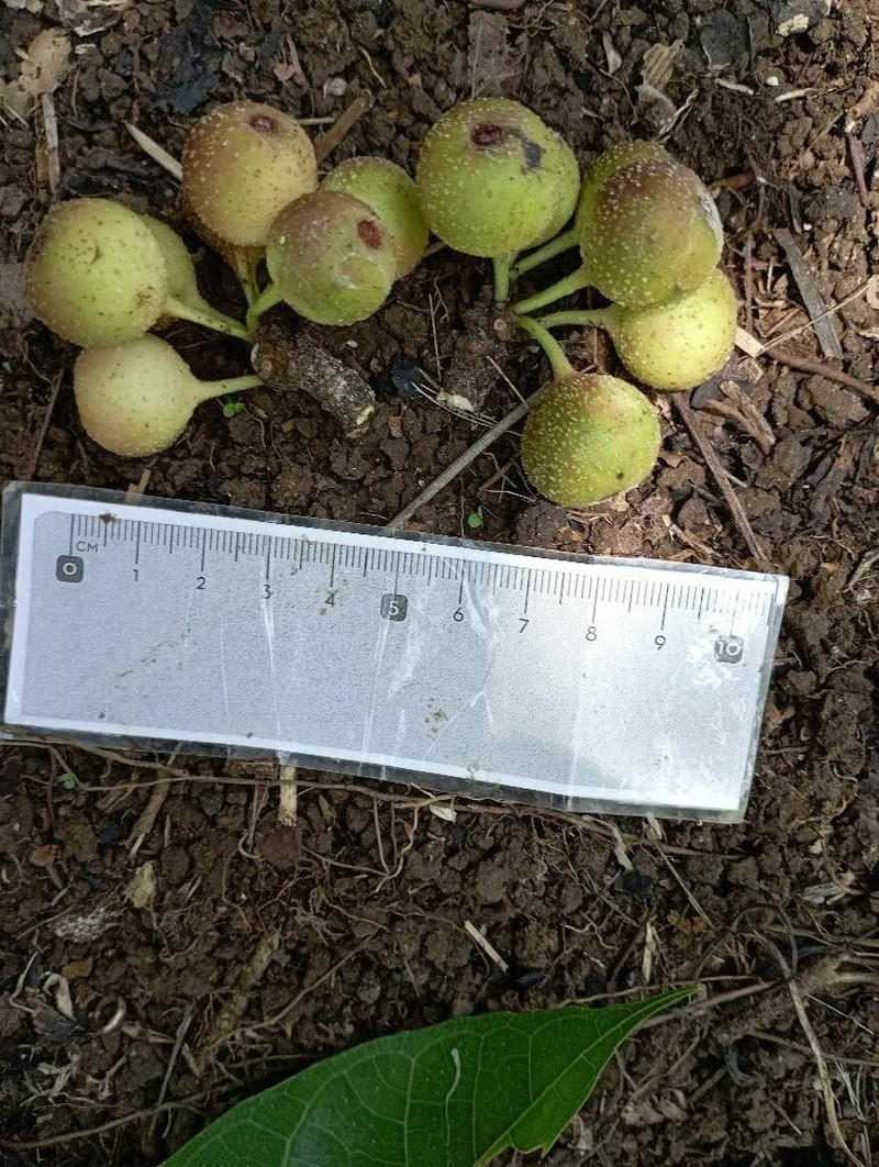 Ficus wassa photo 4