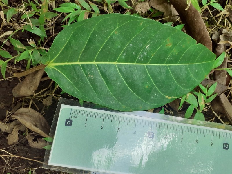 Ficus wassa photo 5