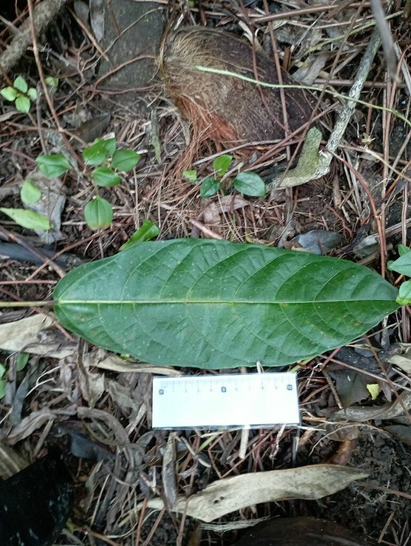 Ficus wassa photo 6