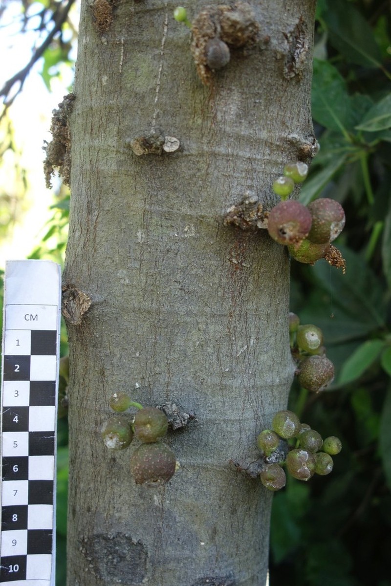 Ficus wassa photo 8