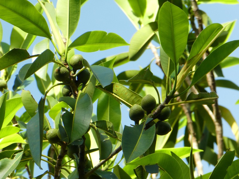 Ficus watkinsiana photo 2