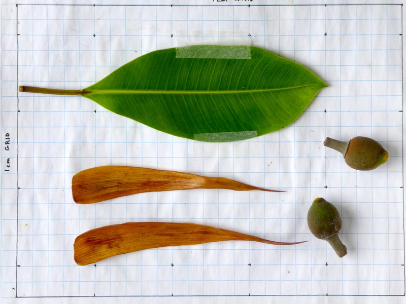 Ficus watkinsiana photo 3