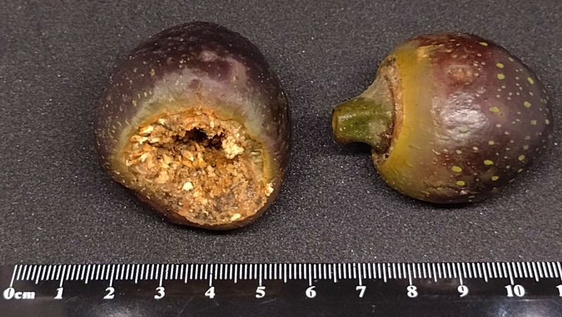 Ficus watkinsiana photo 4