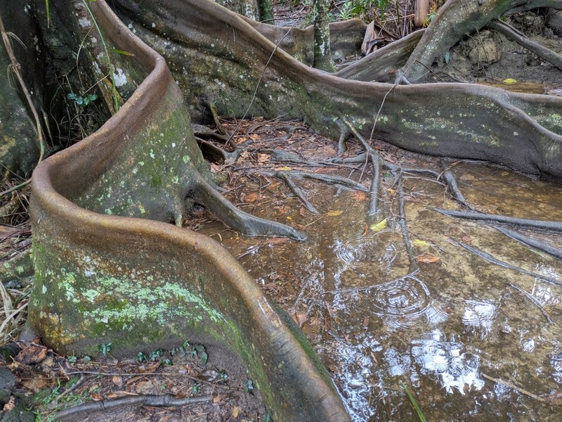 Ficus watkinsiana photo 7