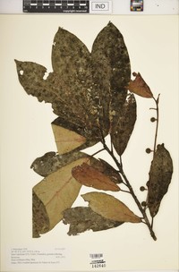 Ficus webbiana