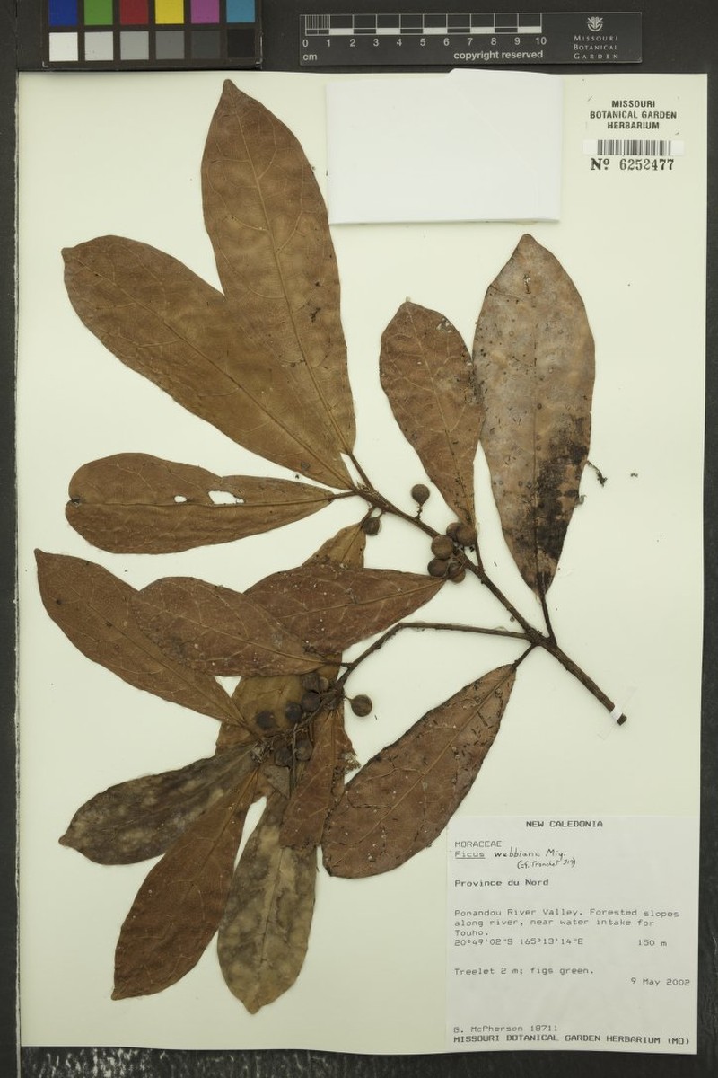 Ficus webbiana photo 2