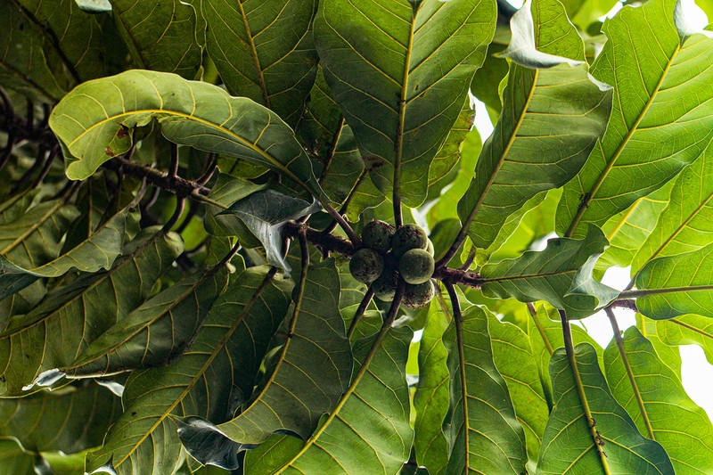 Ficus wildemaniana