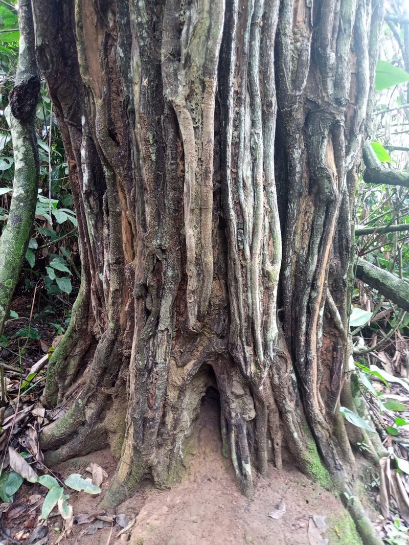 Ficus wildemaniana photo 2