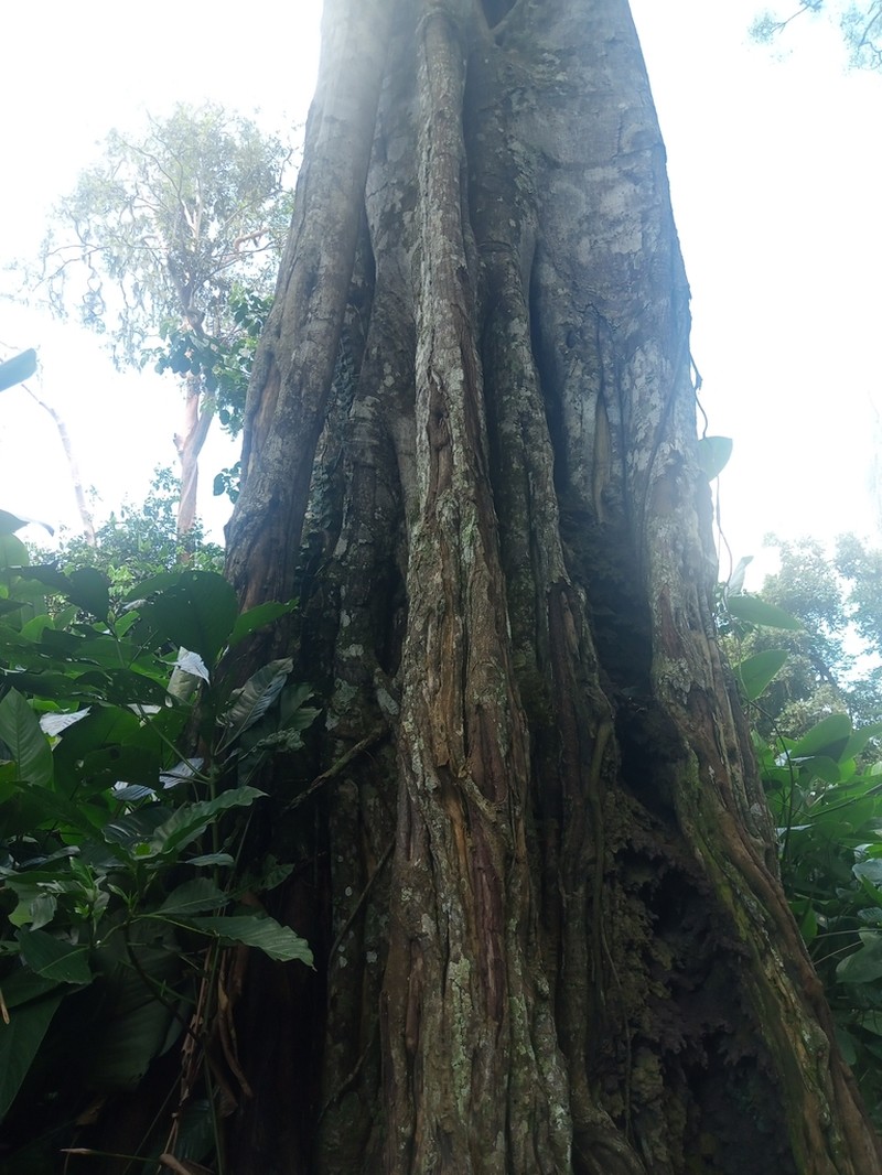 Ficus wildemaniana photo 3