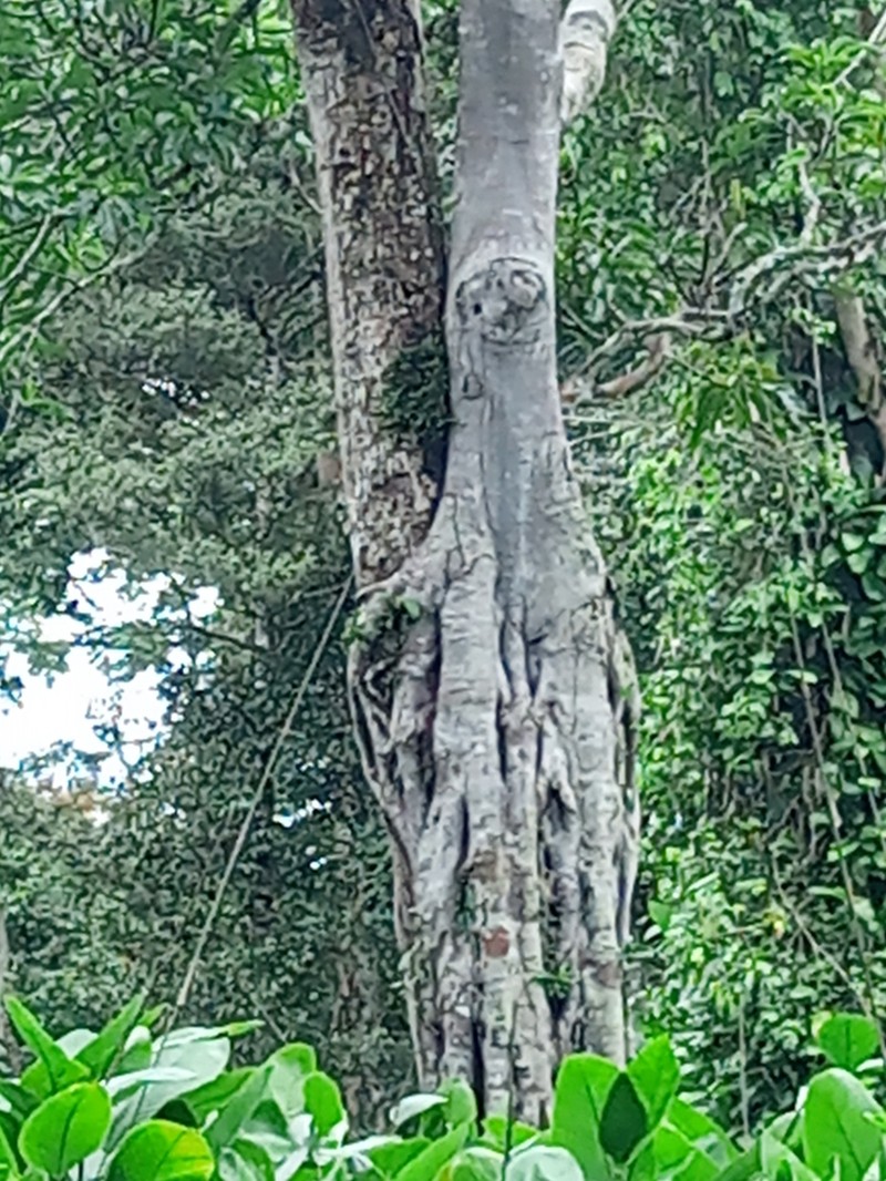 Ficus wildemaniana photo 4