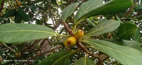 Ficus xylophylla