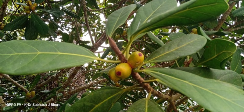 Ficus xylophylla