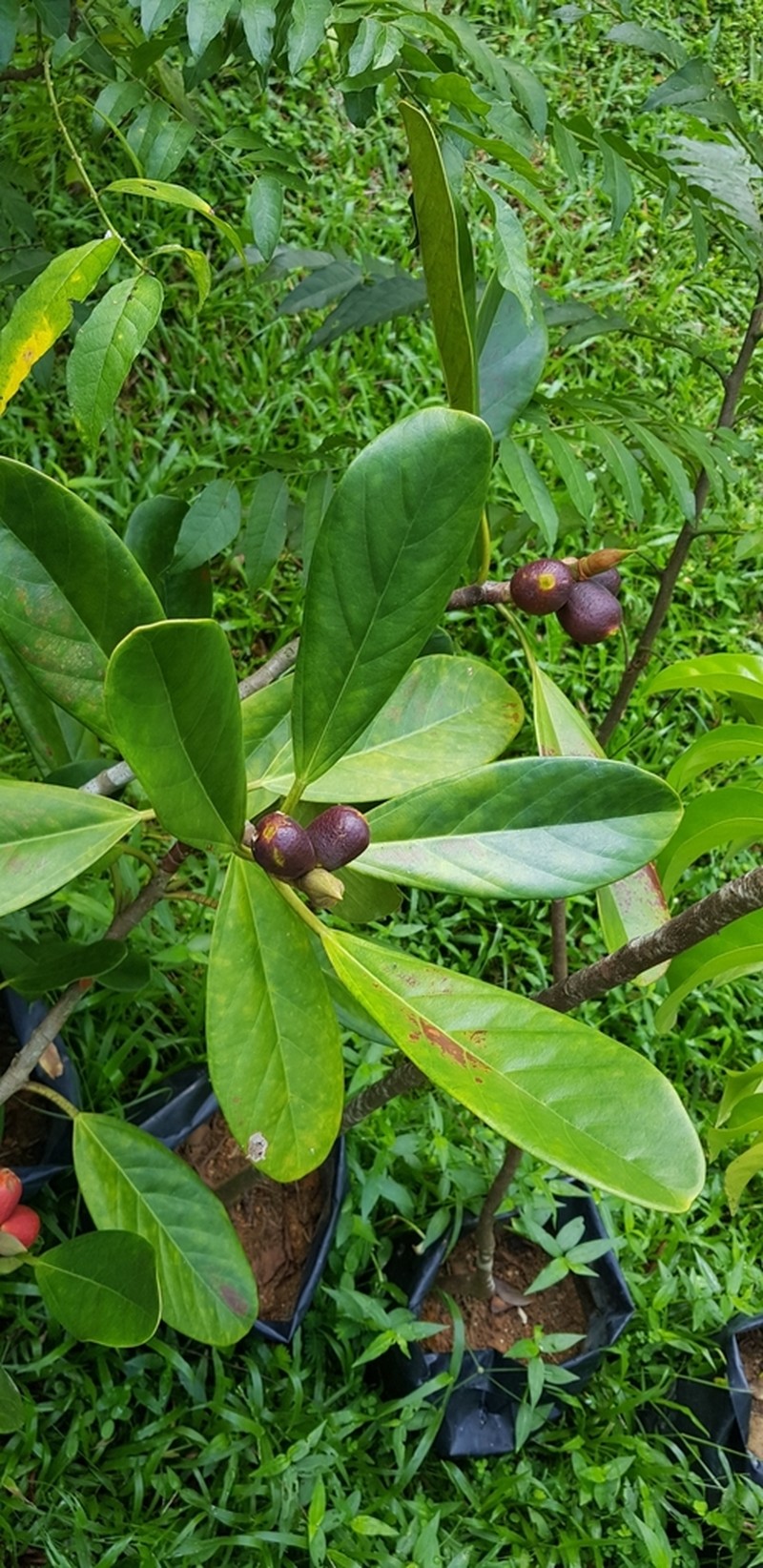 Ficus xylophylla photo 2