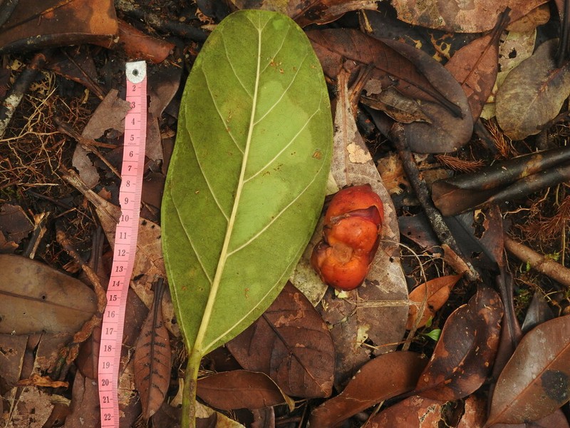 Ficus xylophylla photo 3