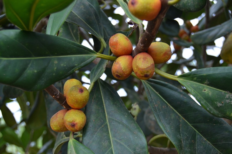 Ficus xylophylla photo 4