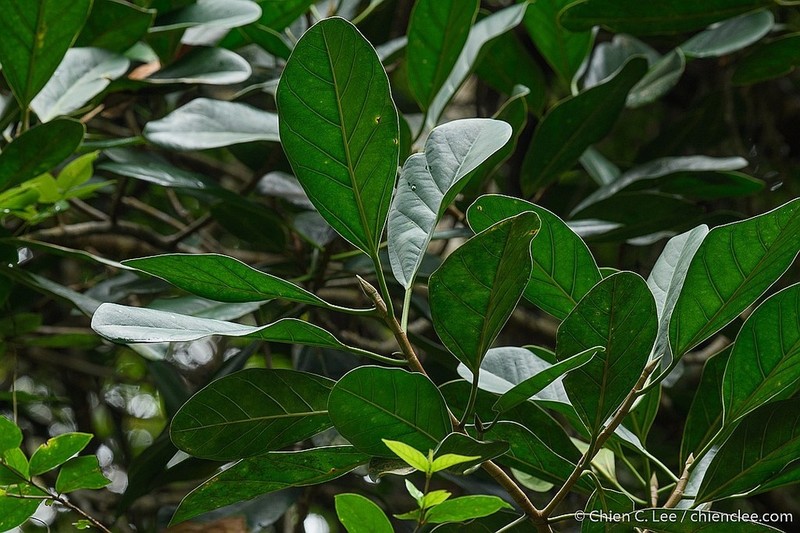 Ficus xylophylla photo 5