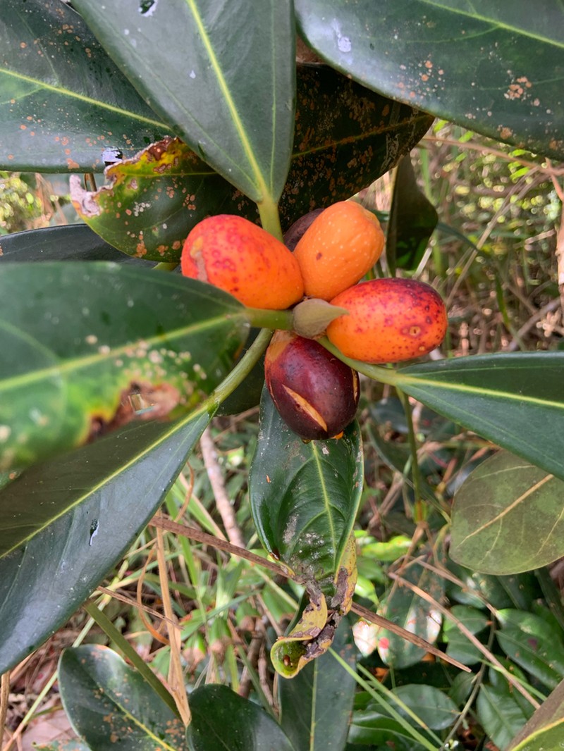 Ficus xylophylla photo 6