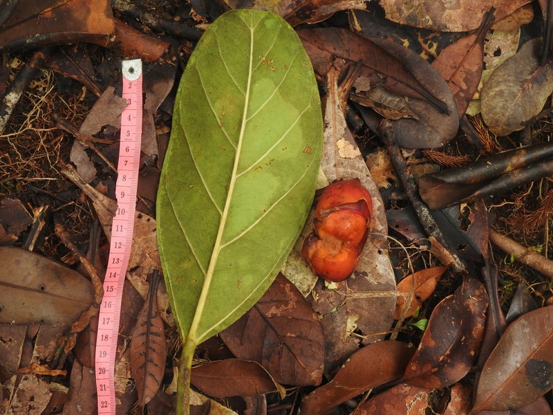 Ficus xylophylla photo 7