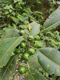 Ficus yoponensis