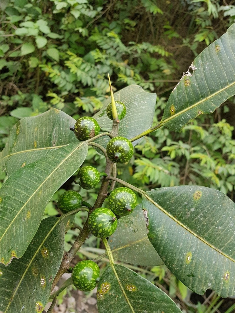 Ficus yoponensis