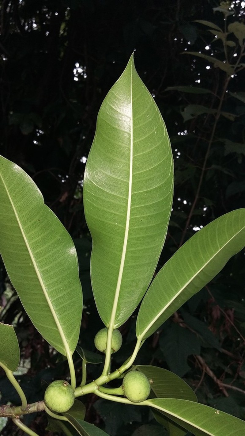 Ficus yoponensis photo 2