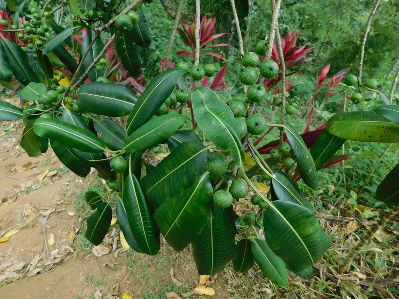 Ficus yoponensis photo 3