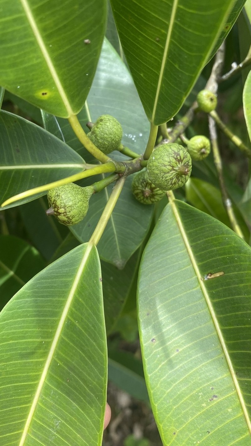 Ficus yoponensis photo 4
