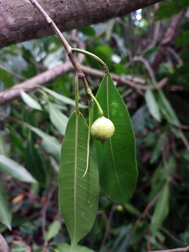 Ficus yoponensis photo 5