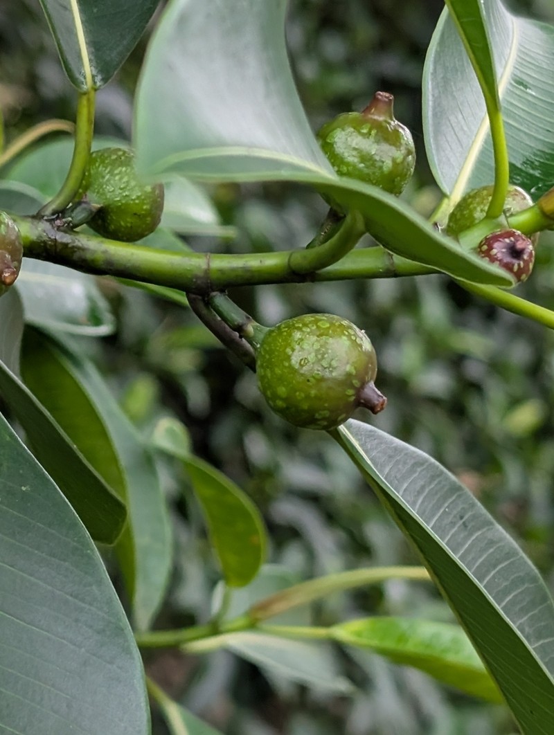 Ficus yoponensis photo 6