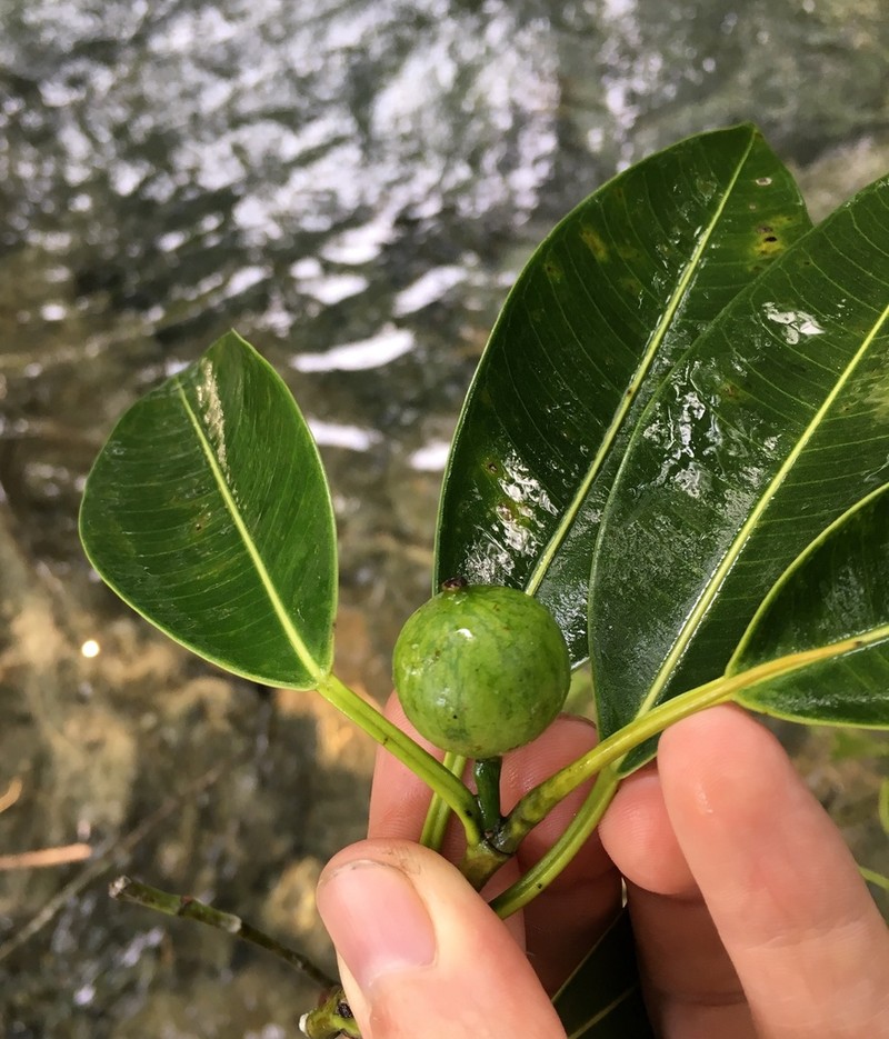 Ficus yoponensis photo 7