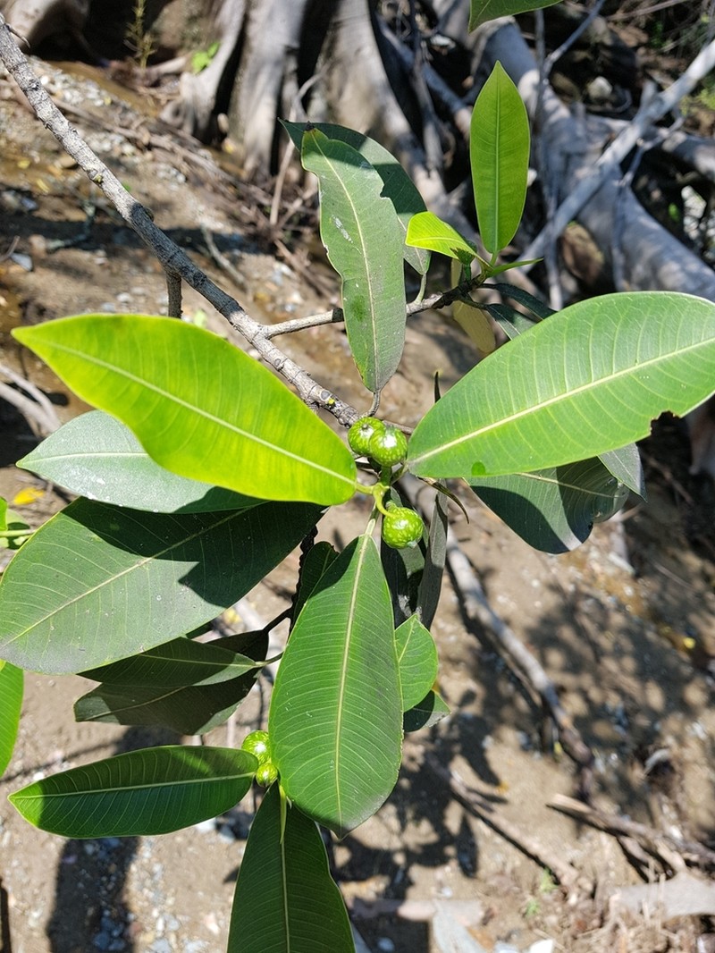 Ficus yoponensis photo 8