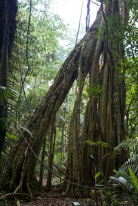 Ficus ypsilophlebia