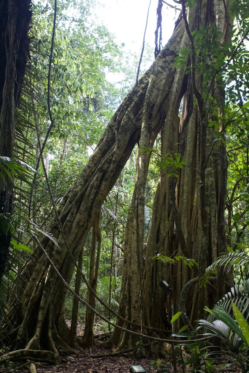 Ficus ypsilophlebia