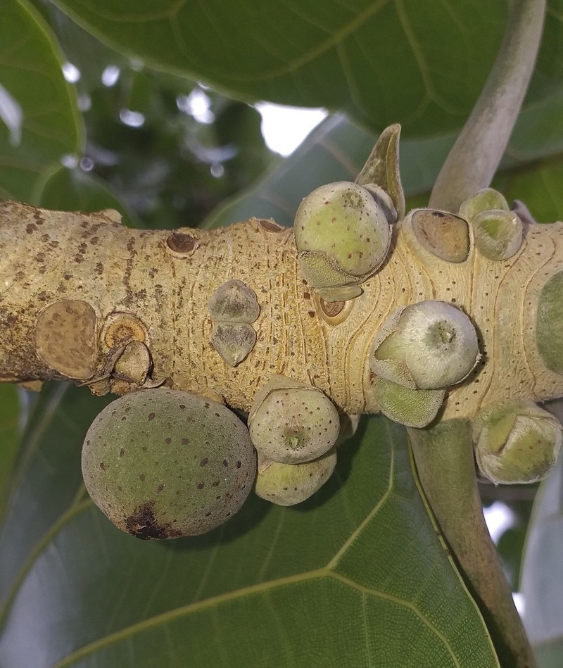 Ficus ypsilophlebia photo 2