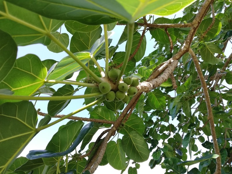 Ficus ypsilophlebia photo 3