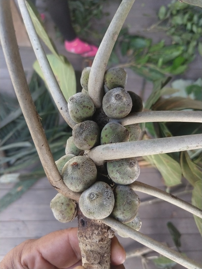 Ficus ypsilophlebia photo 4