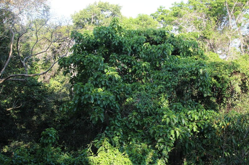 Ficus ypsilophlebia photo 5