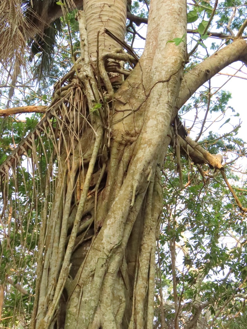 Ficus ypsilophlebia photo 6