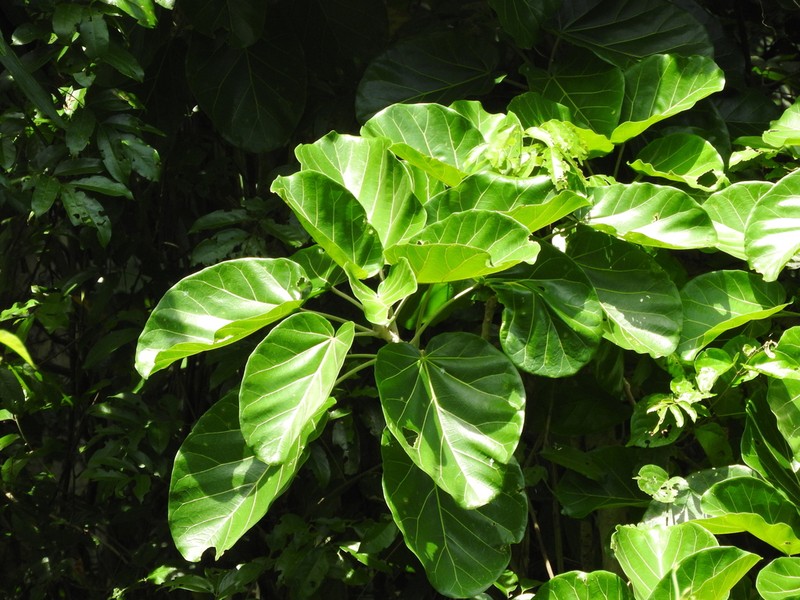 Ficus ypsilophlebia photo 7