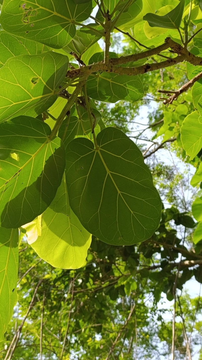 Ficus ypsilophlebia photo 8